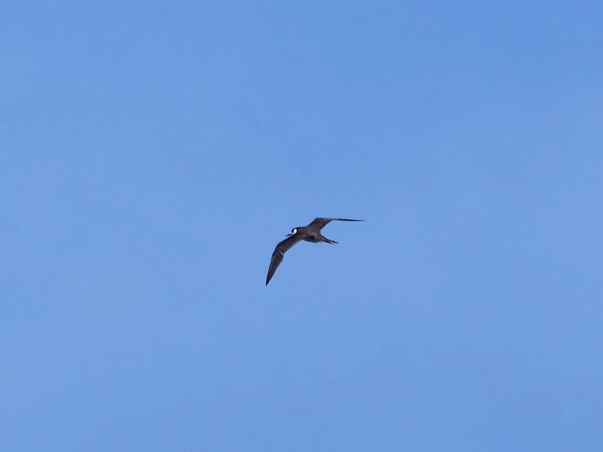 Sooty Tern - ML492531731