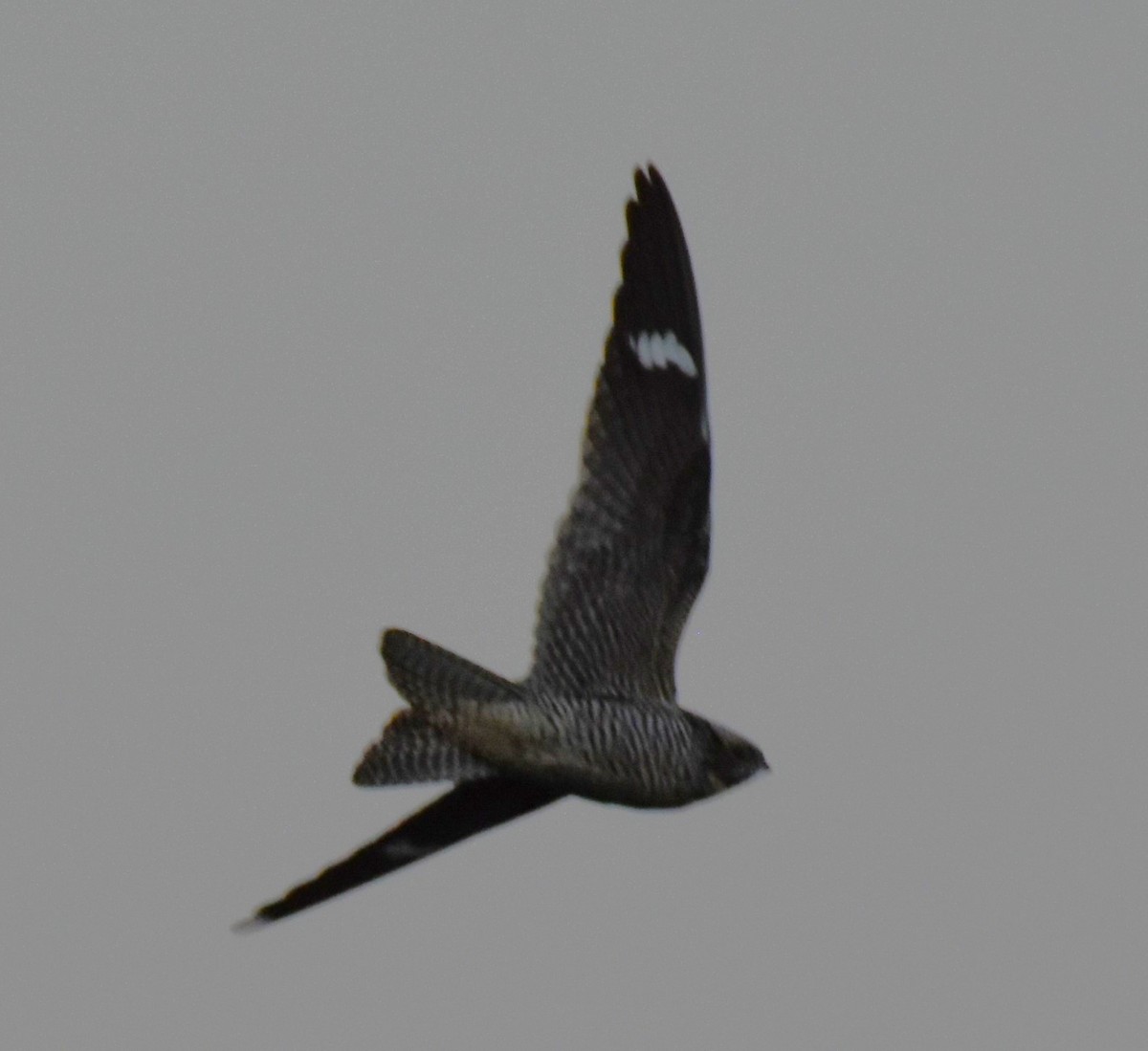 Common Nighthawk - Barbara Seith