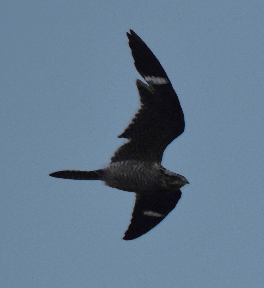 Common Nighthawk - ML492532691