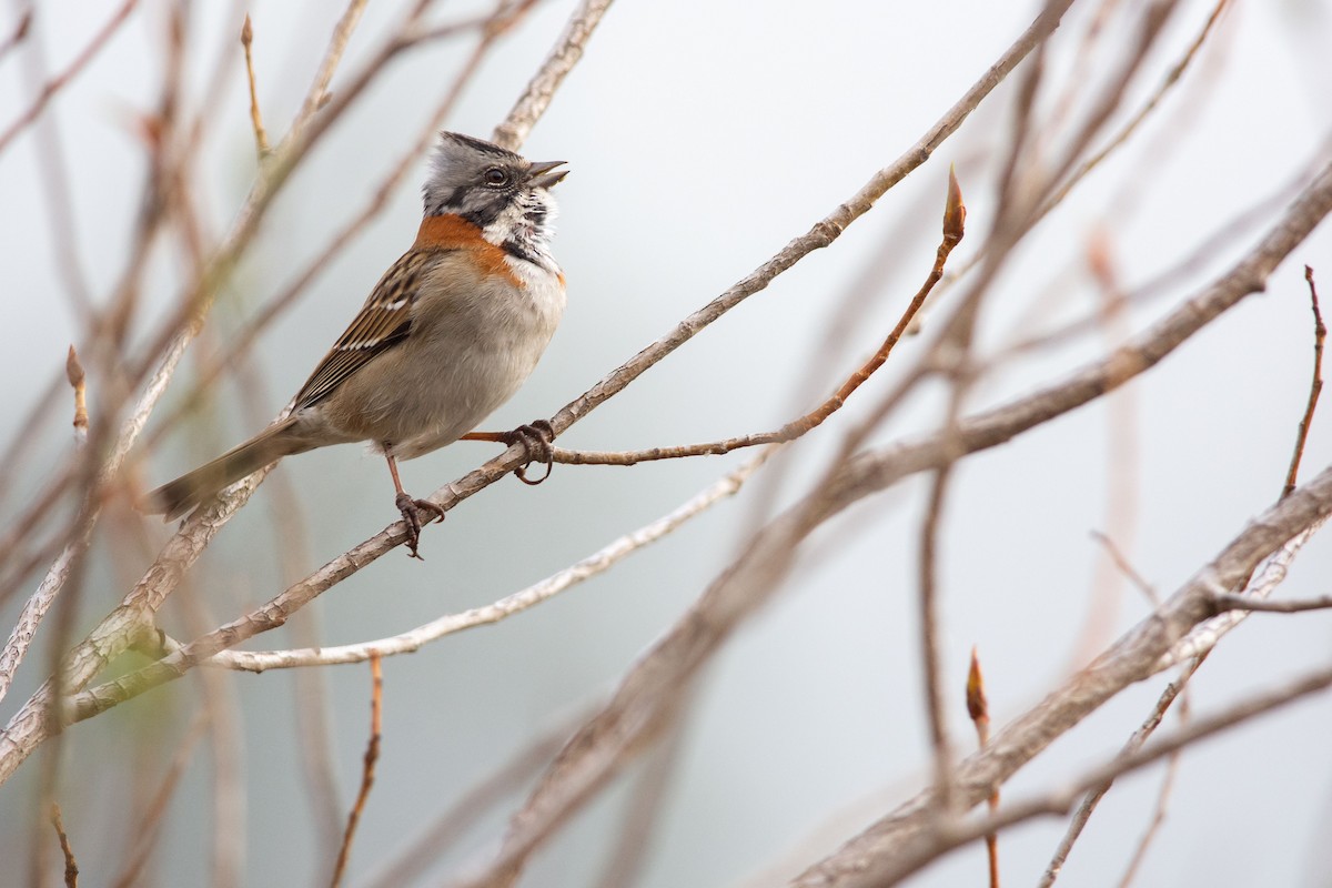 Rufous-collared Sparrow - ML492533351