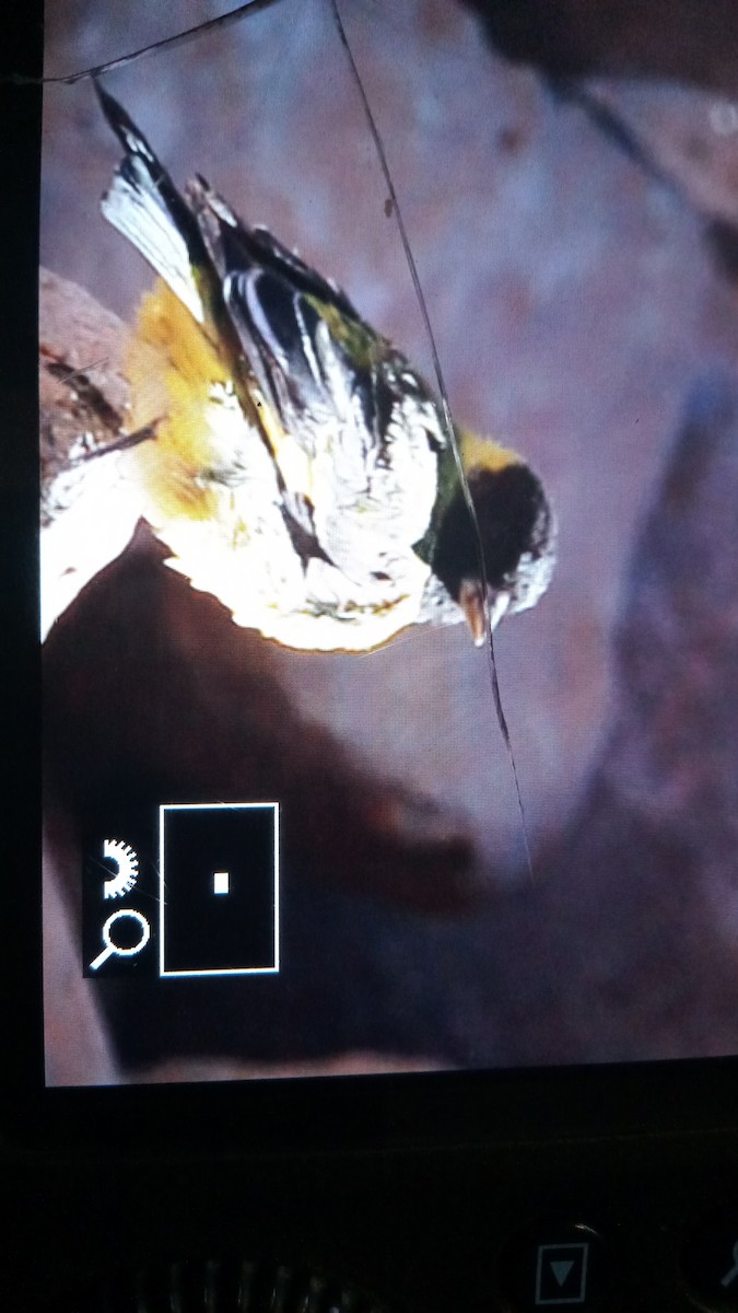 Thick-billed Siskin - ML492534251