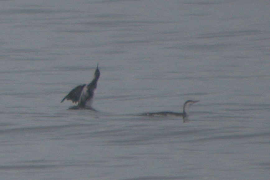 Strolaga minore - ML49253481