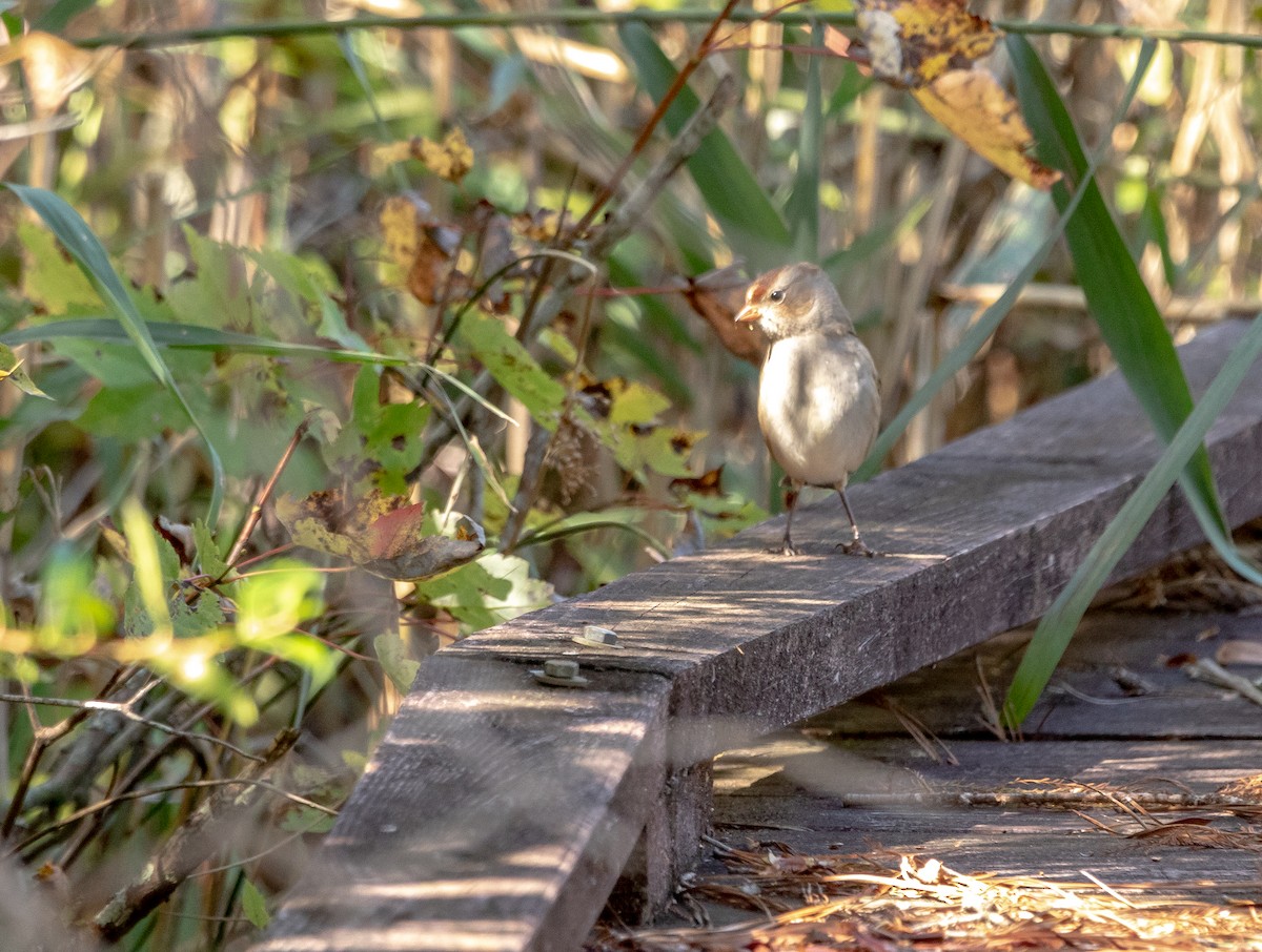 White-crowned Sparrow - ML492535661