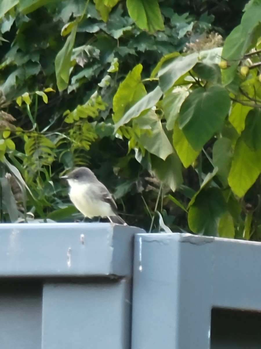 Eastern Phoebe - ML492536621