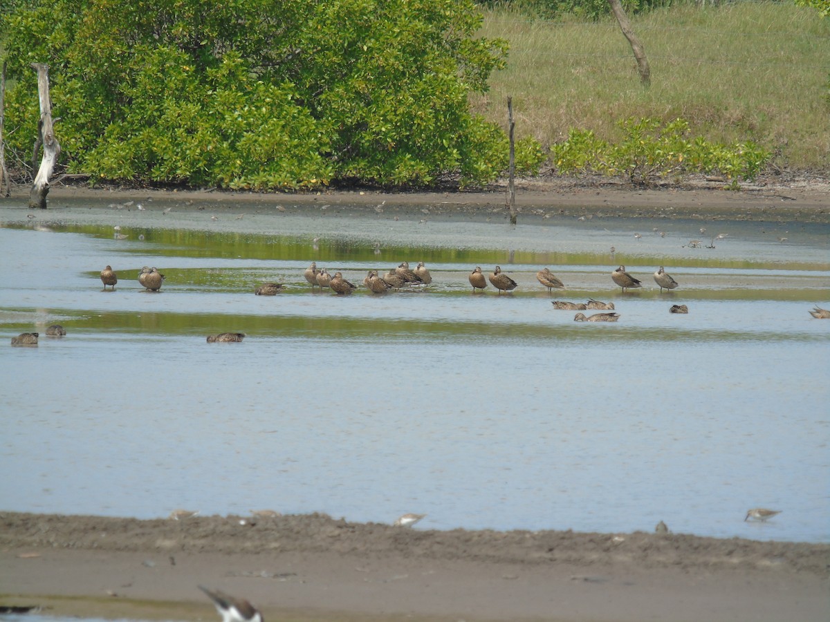 Blue-winged Teal - ML492536741