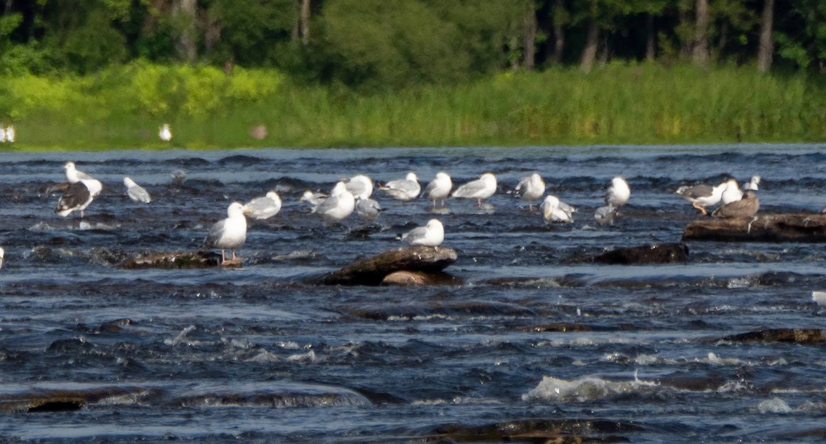 Lesser Black-backed Gull - Matt M.