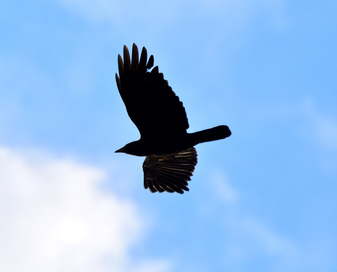 American Crow - ML492538911