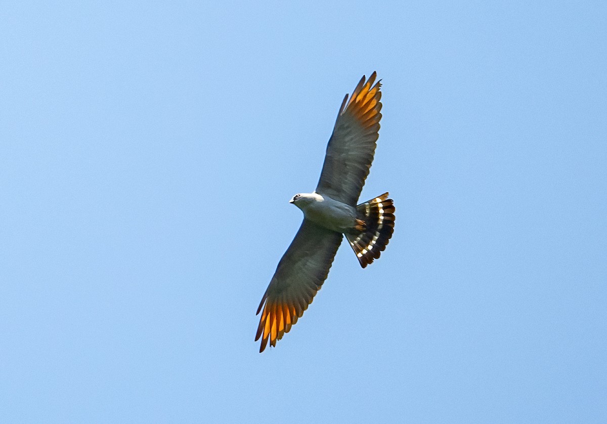 Plumbeous Kite - ML492539361