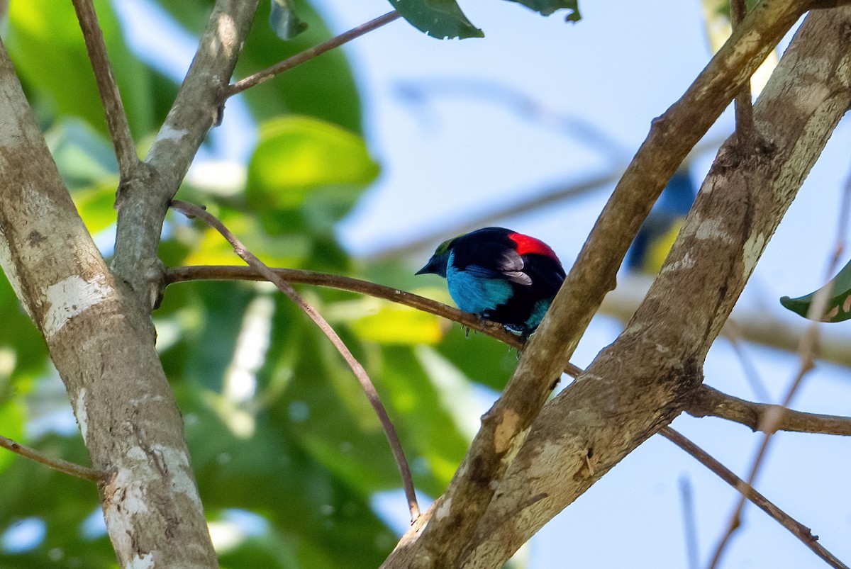 Paradise Tanager - ML492539771