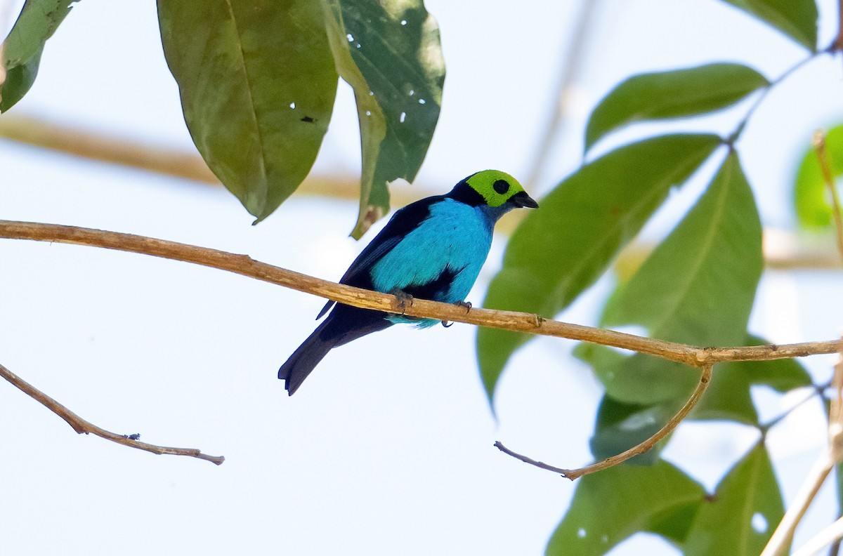 Paradise Tanager - ML492539781