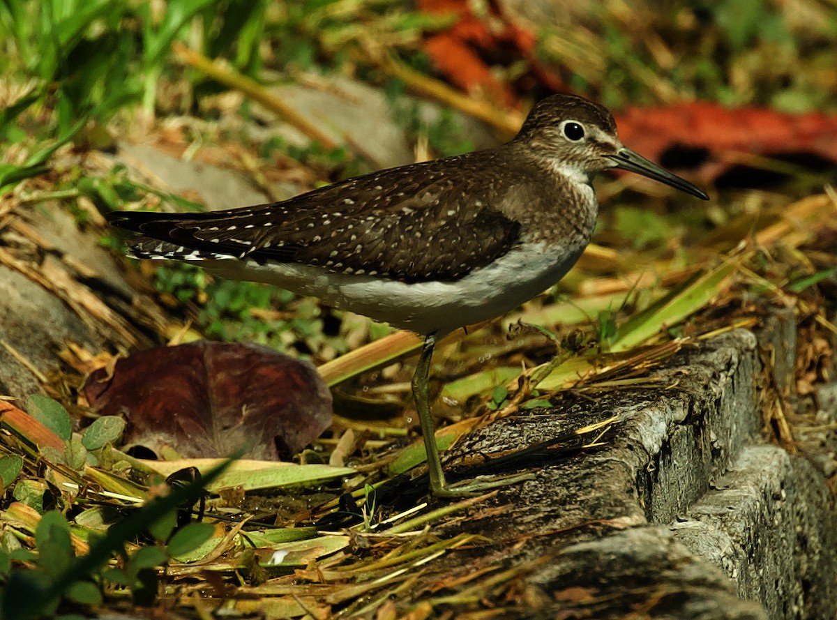 Solitary Sandpiper - ML492540291