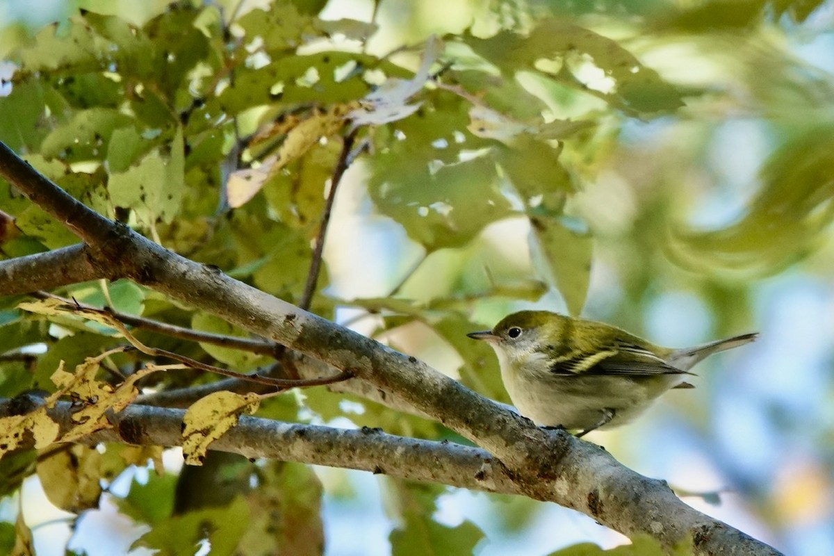 Chestnut-sided Warbler - ML492541041