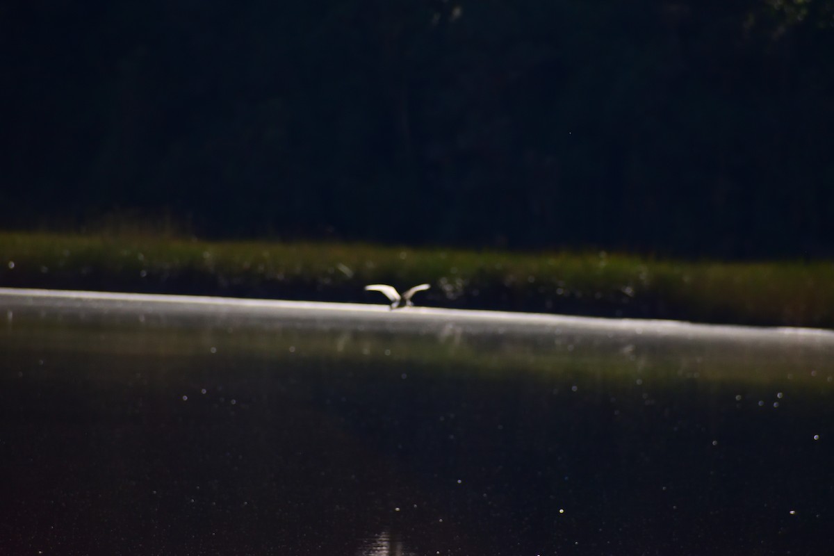 Black-crowned Night Heron - Alexander S