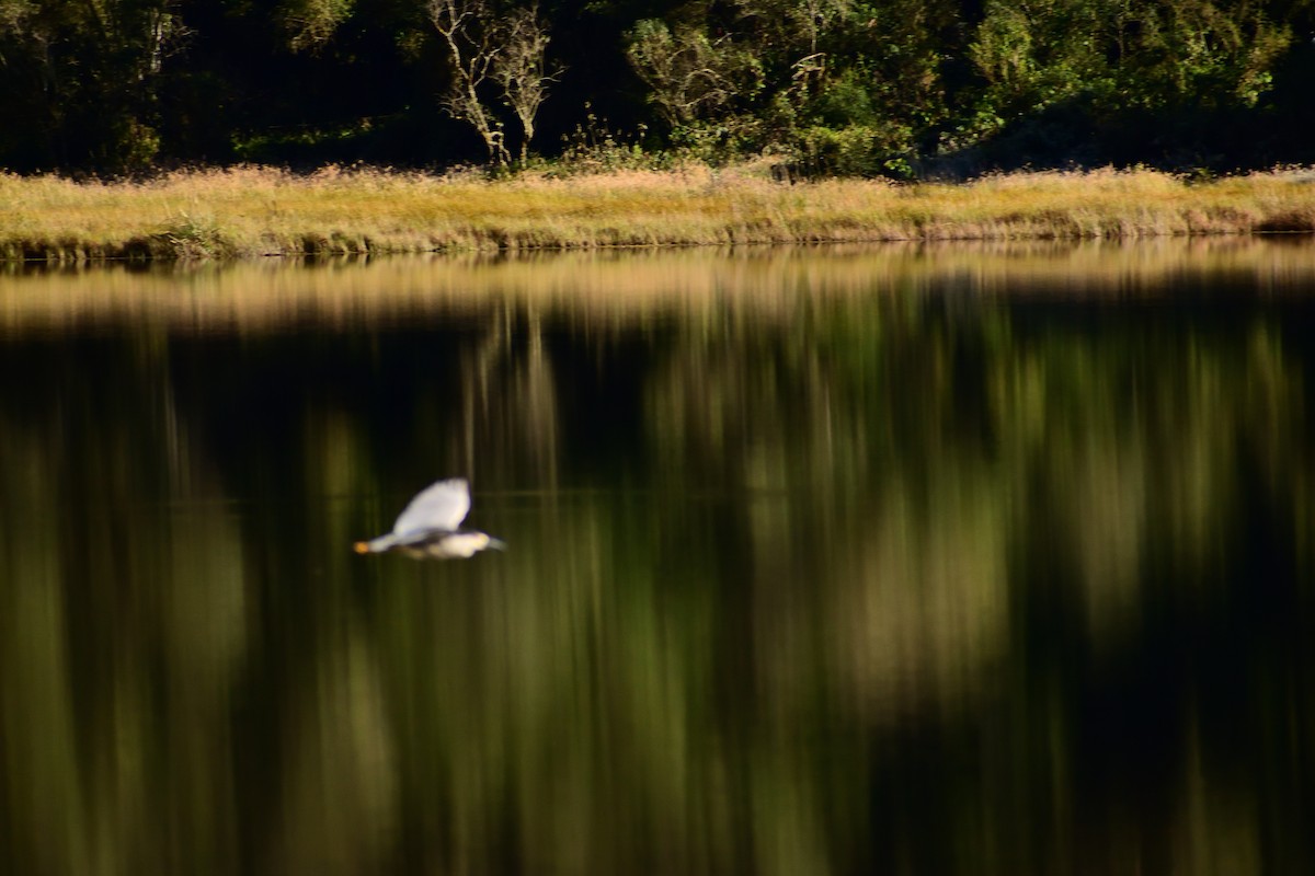 Black-crowned Night Heron - ML492541401