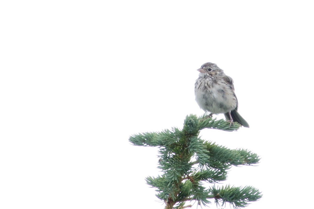 Vesper Sparrow - ML492541681