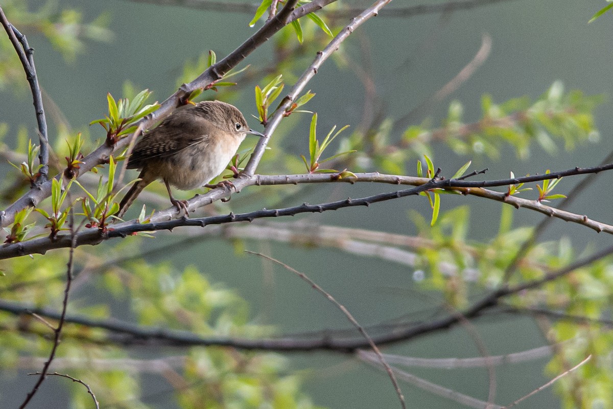 střízlík jižní - ML492543321