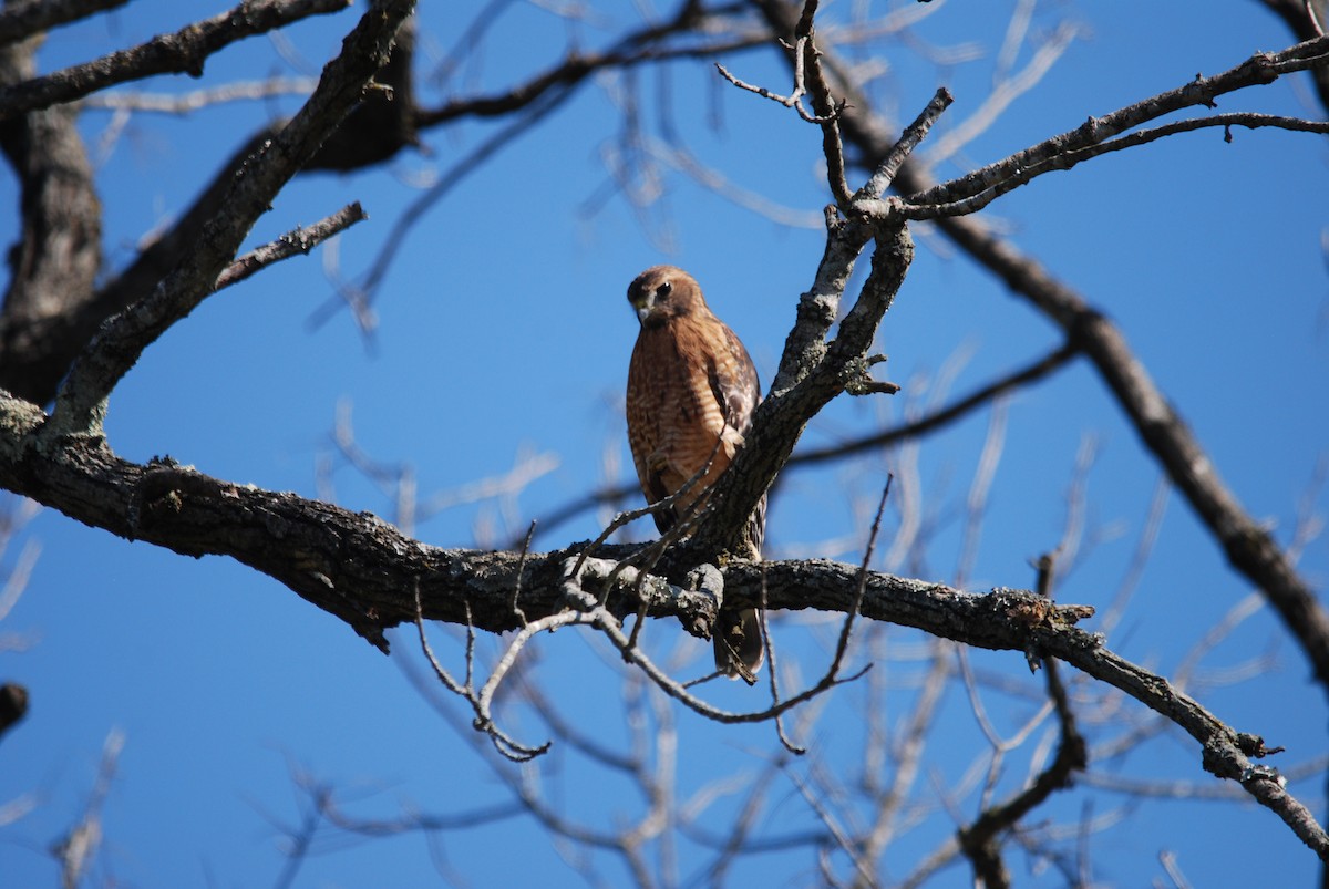 Red-shouldered Hawk - ML492544461