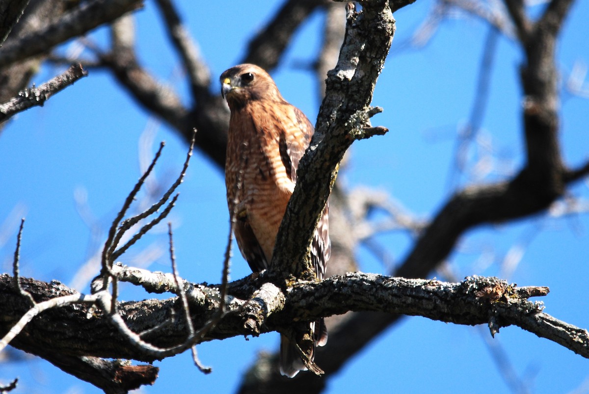 Red-shouldered Hawk - ML492544751