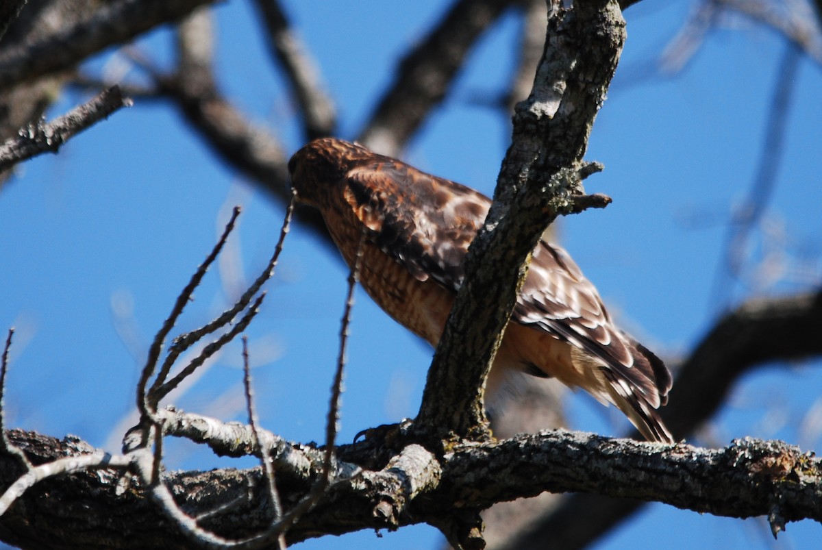 Red-shouldered Hawk - ML492544801