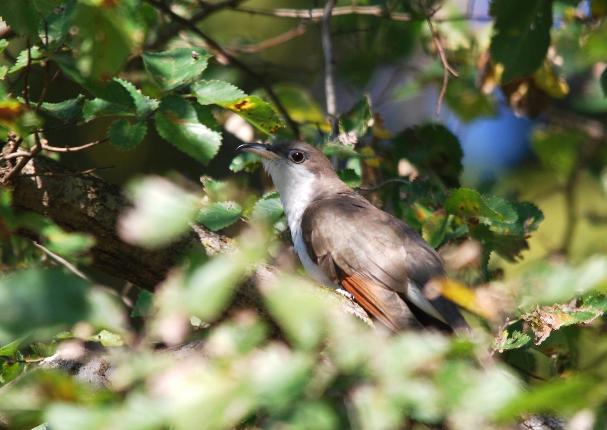 Yellow-billed Cuckoo - ML492545531