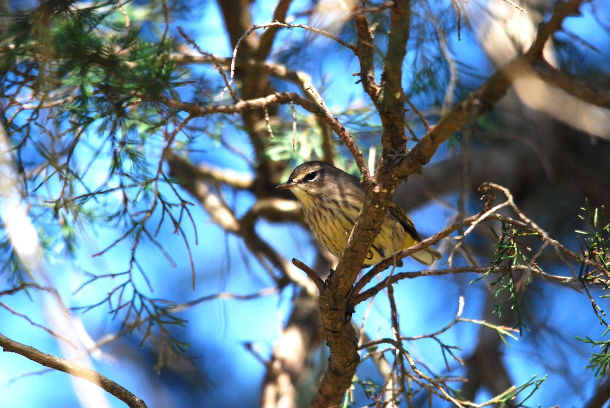 Palm Warbler - ML492545761
