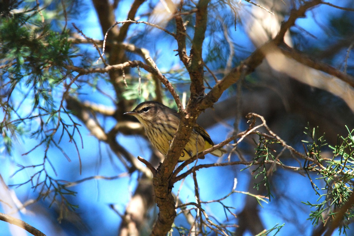 Palm Warbler - ML492546021