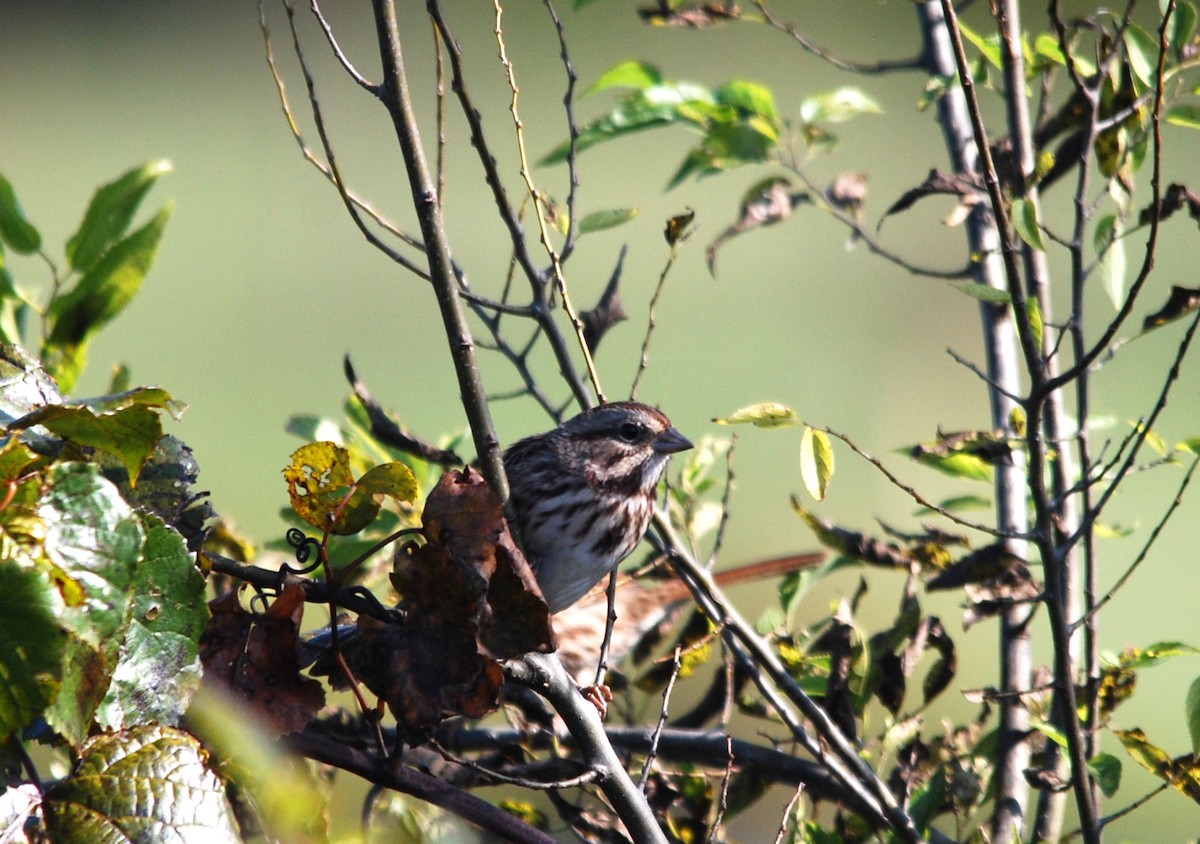 Song Sparrow - ML492546501