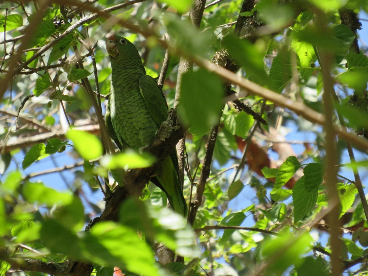 Tucuman Parrot - Pia Minestroni