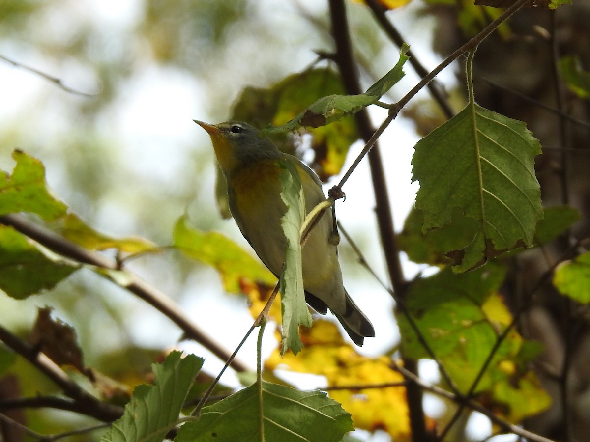 Parula Norteña - ML492549551