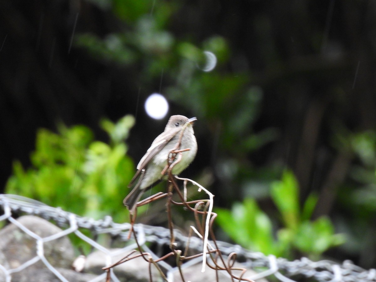 Yellow-bellied Flycatcher - ML492549621