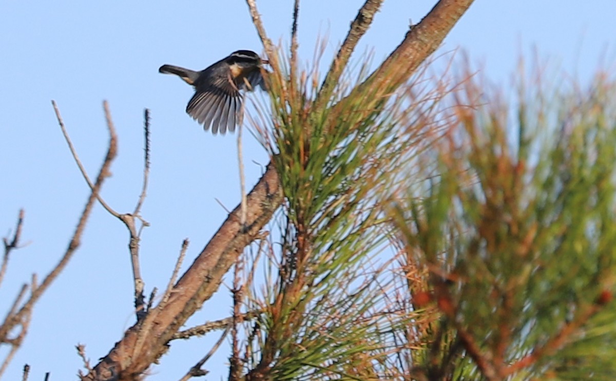 Red-breasted Nuthatch - ML492549691