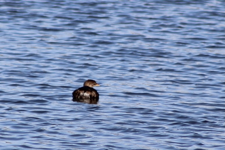 Pied-billed Grebe - ML492550271