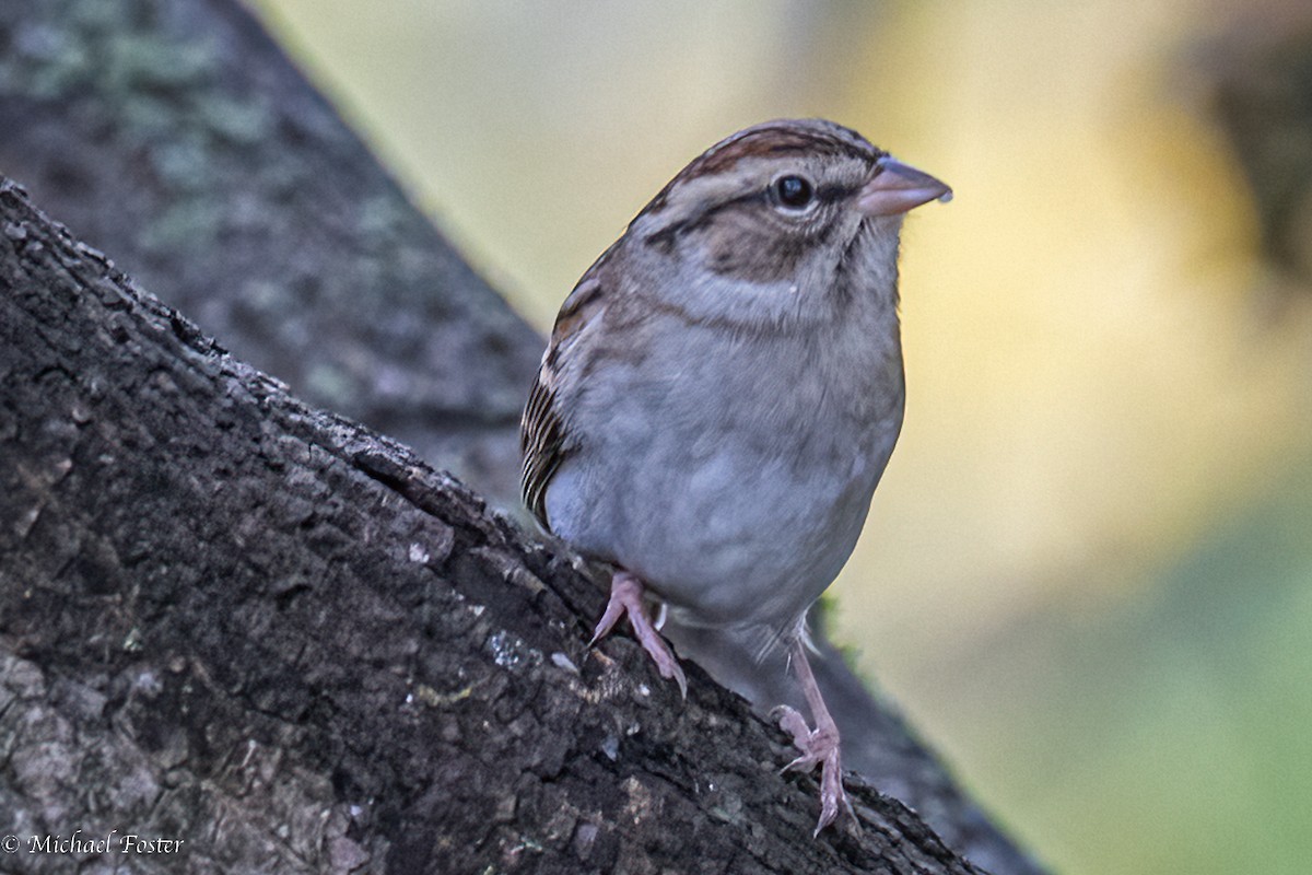 Chipping Sparrow - ML492550861