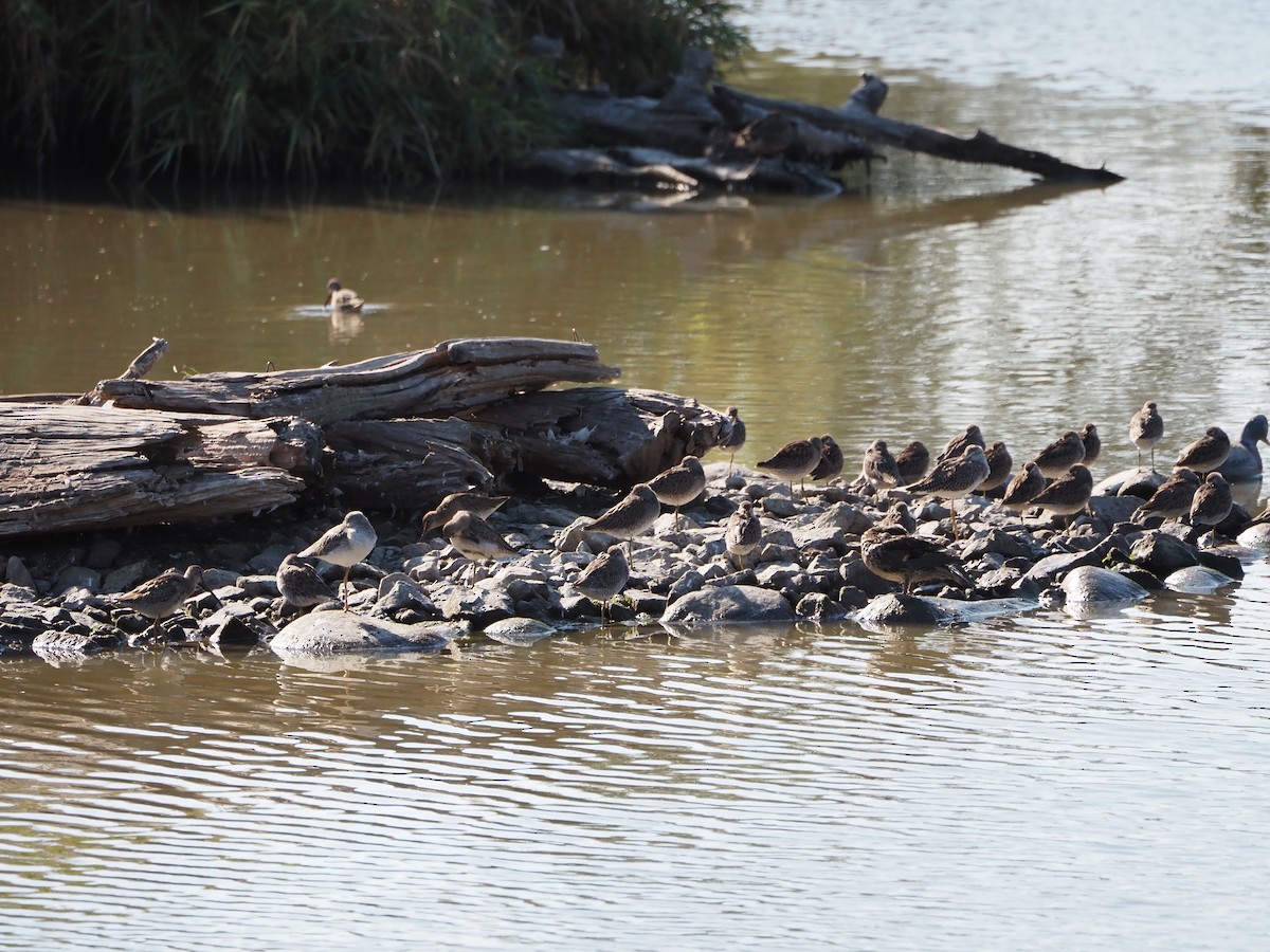 Short-billed Dowitcher - ML492552081