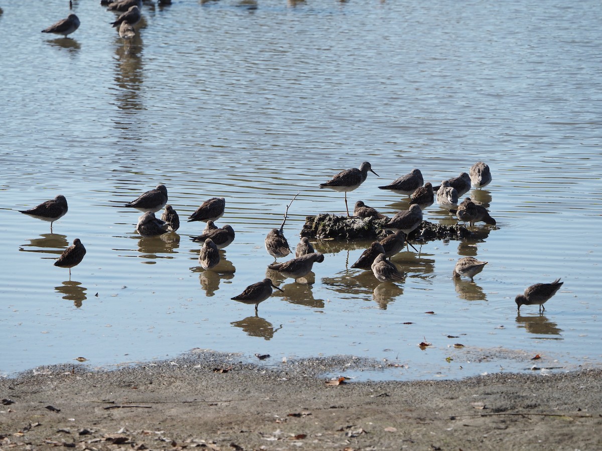 Short-billed Dowitcher - ML492552101