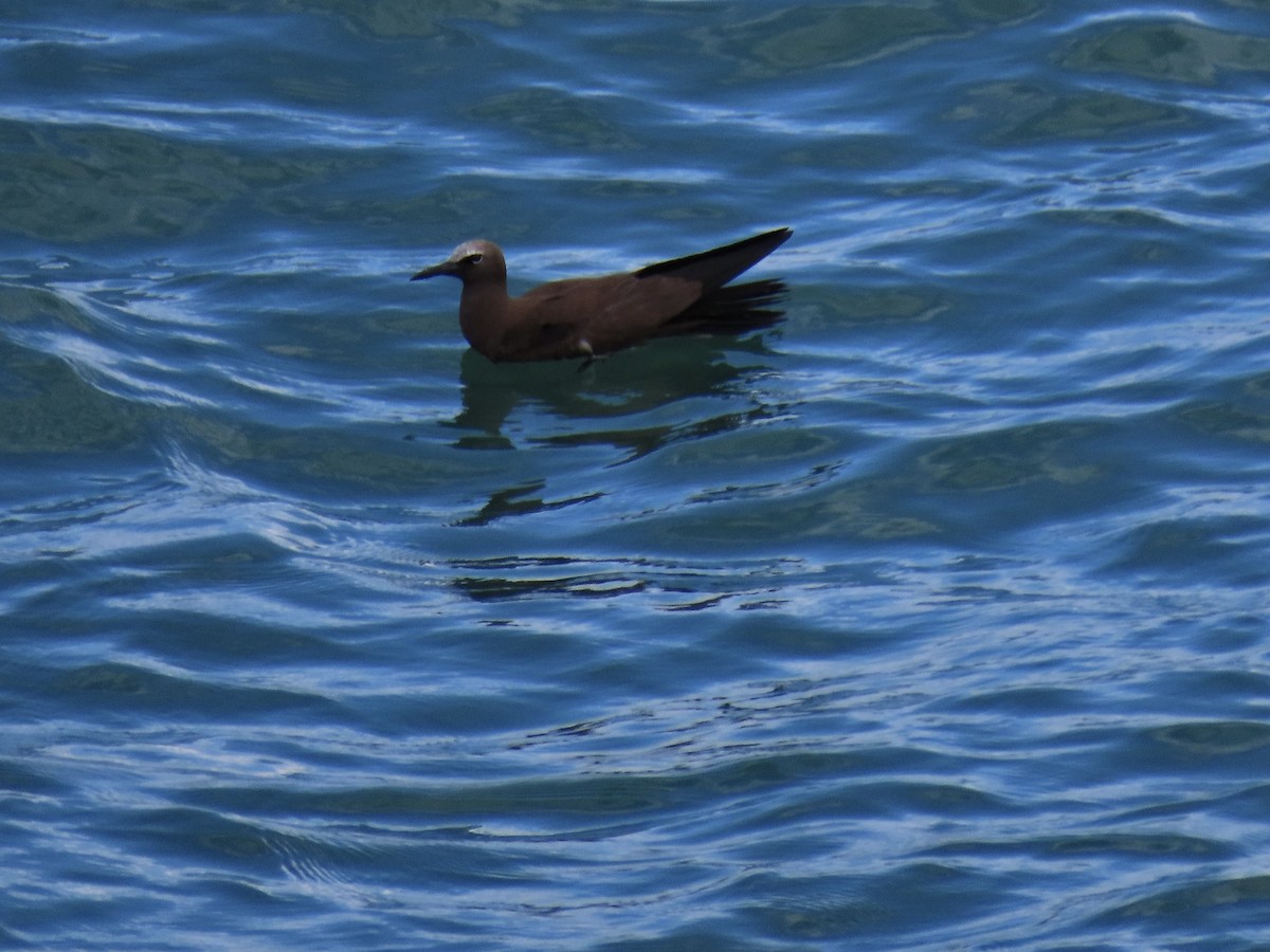 Brown Noddy - ML492552351