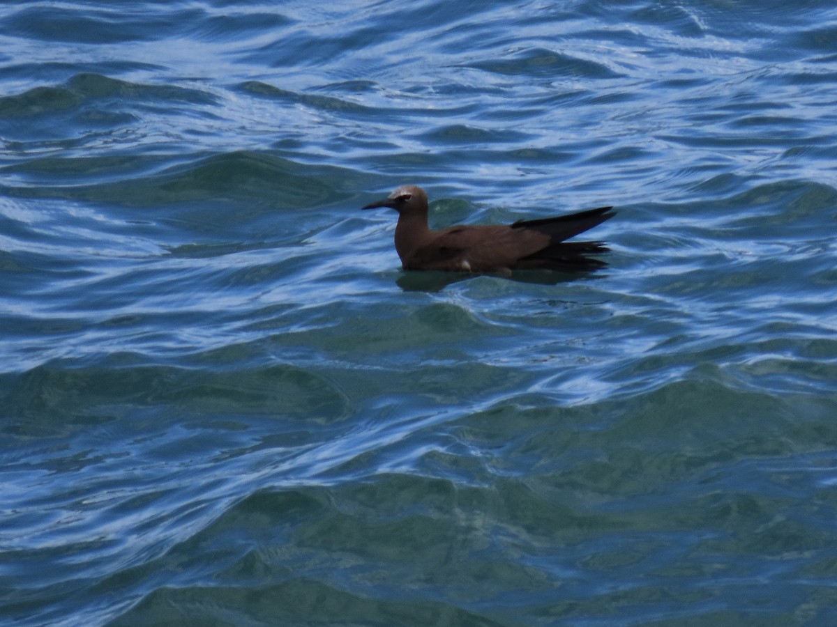 Brown Noddy - ML492552361