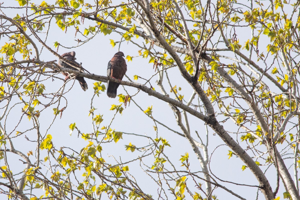 holub chilský - ML492552701