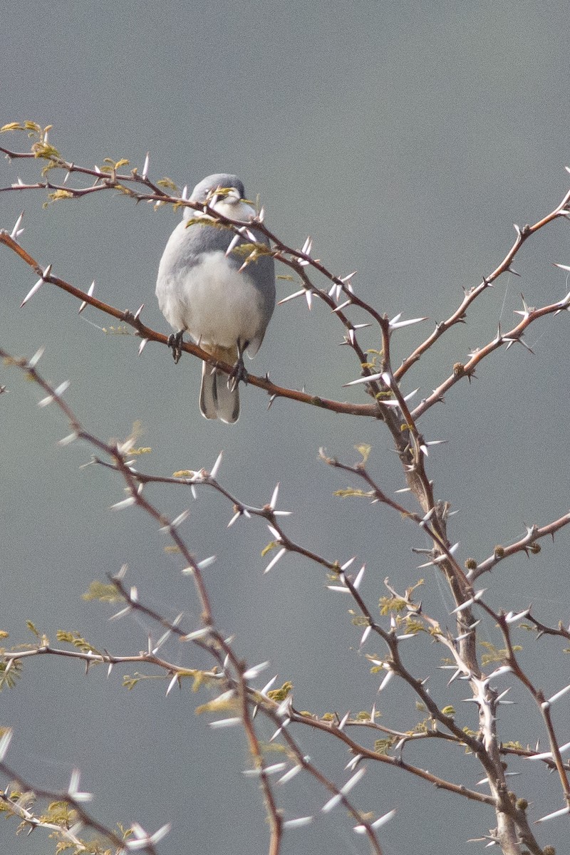 Diuca Finch - ML492553081