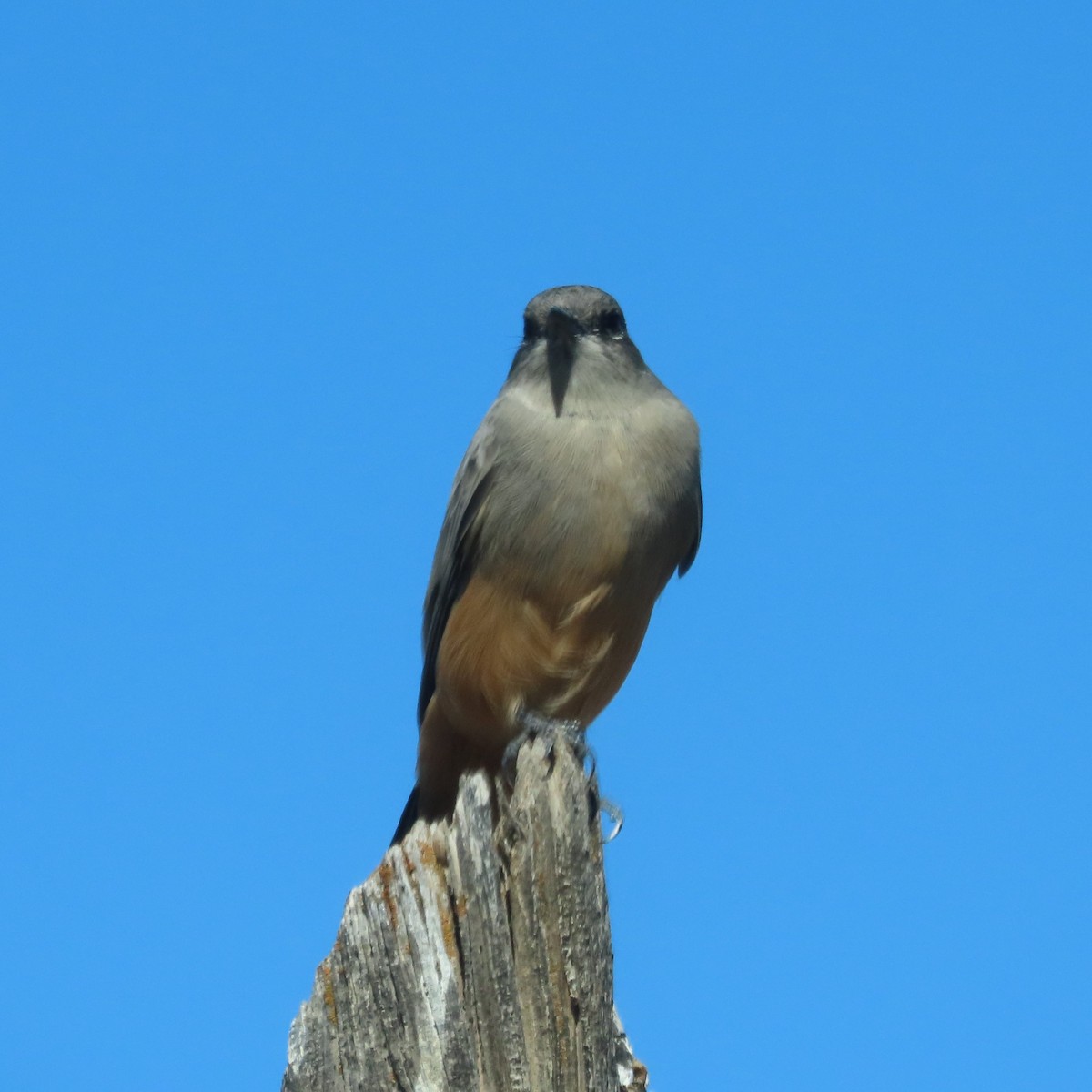 Mosquero Llanero - ML492553401