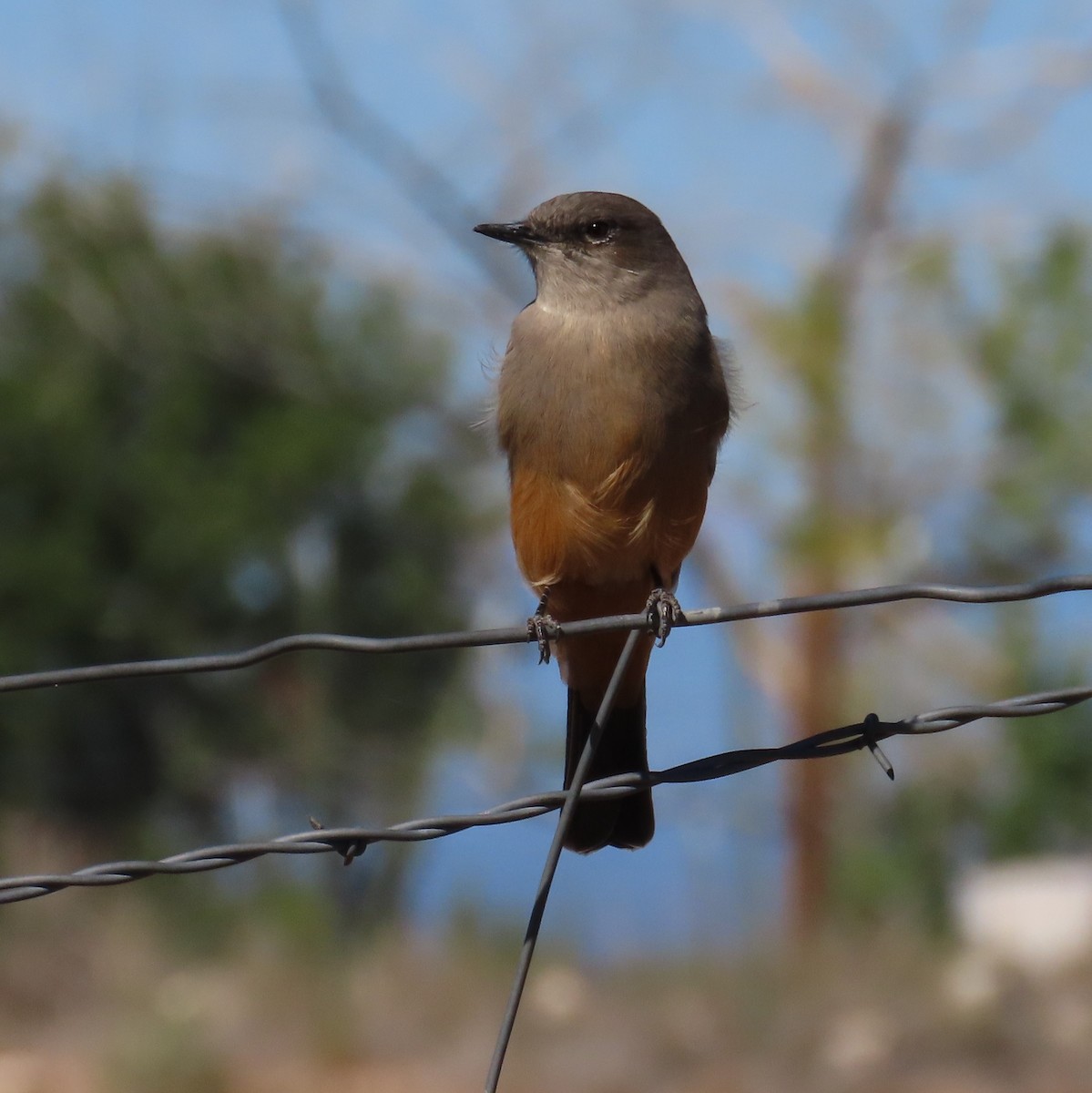 Mosquero Llanero - ML492553411