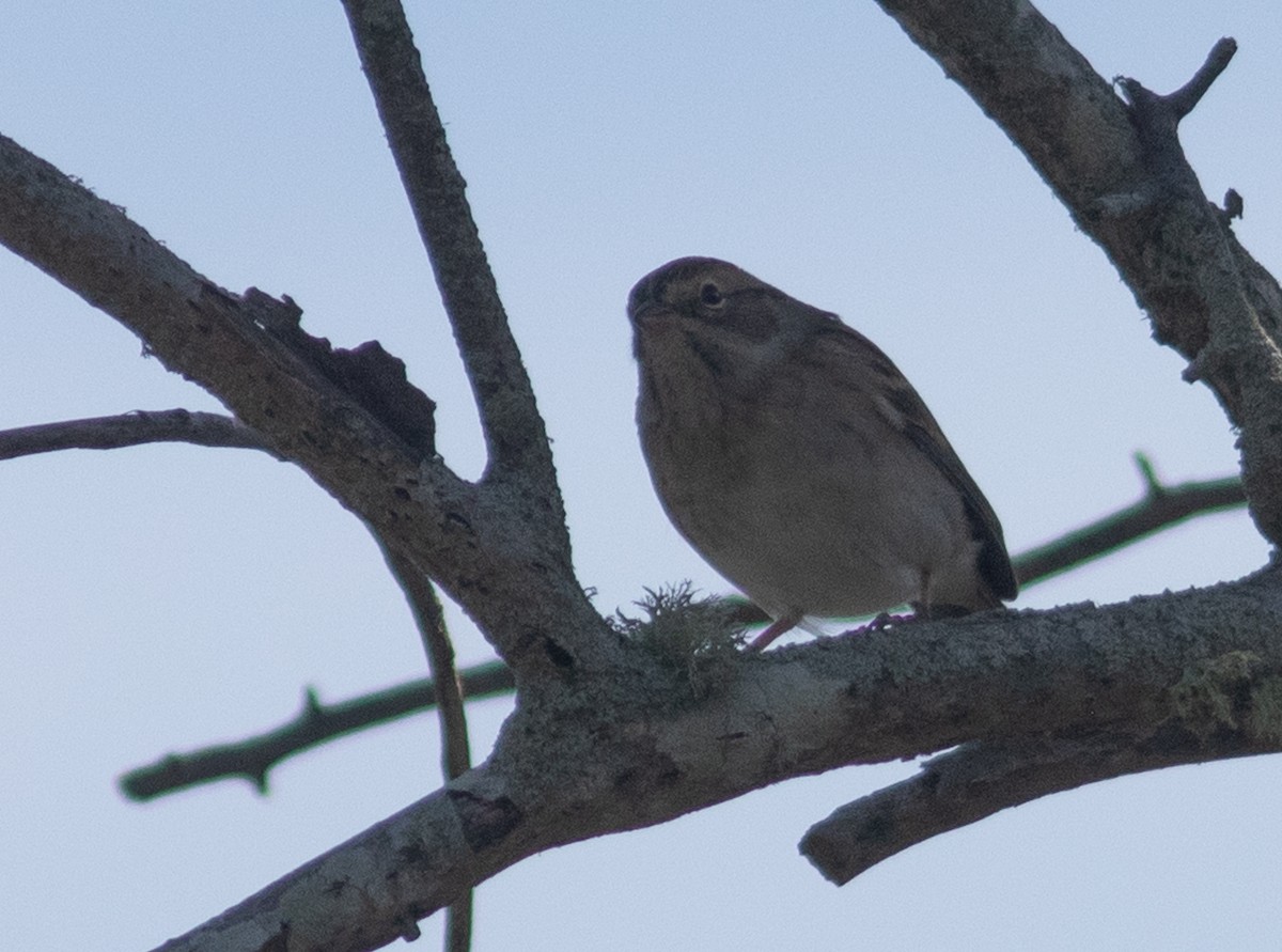 Chipping Sparrow - benny albro