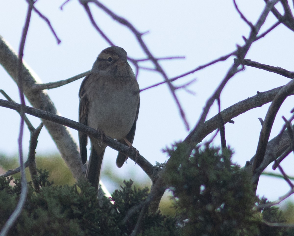 Chipping Sparrow - benny albro