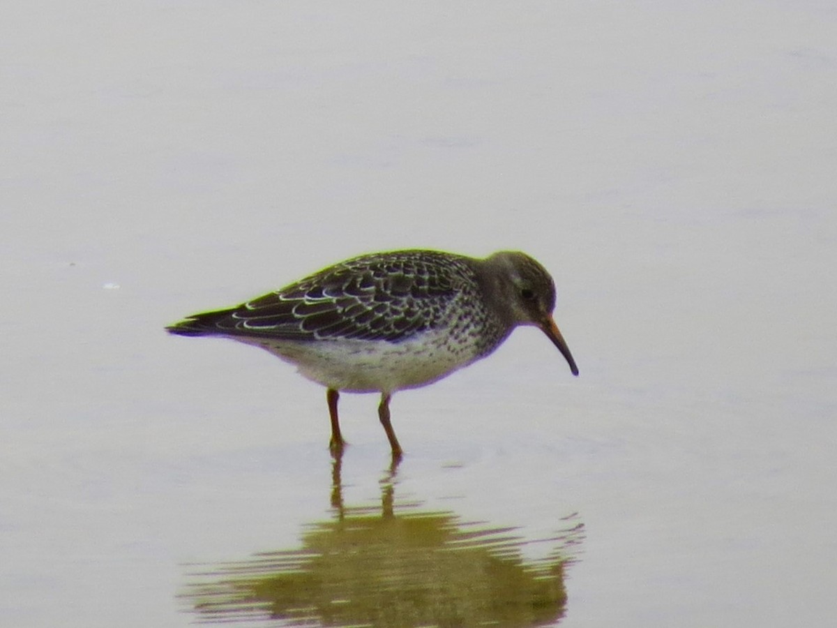 Purple Sandpiper - ML492554511