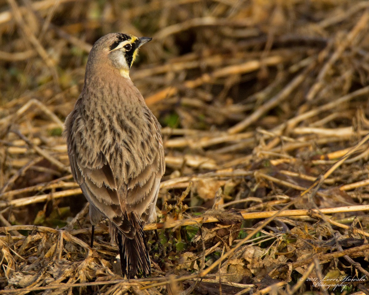 Horned Lark - ML49255531