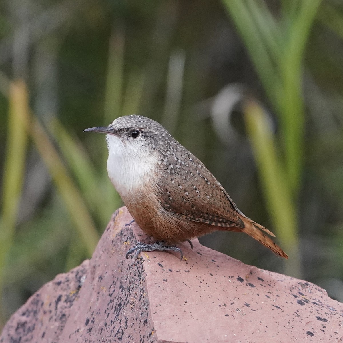 Canyon Wren - ML492555491