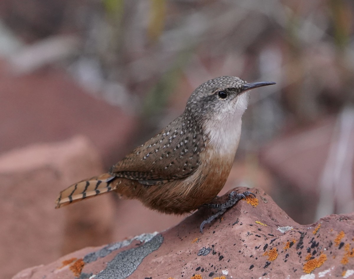 Canyon Wren - ML492555501