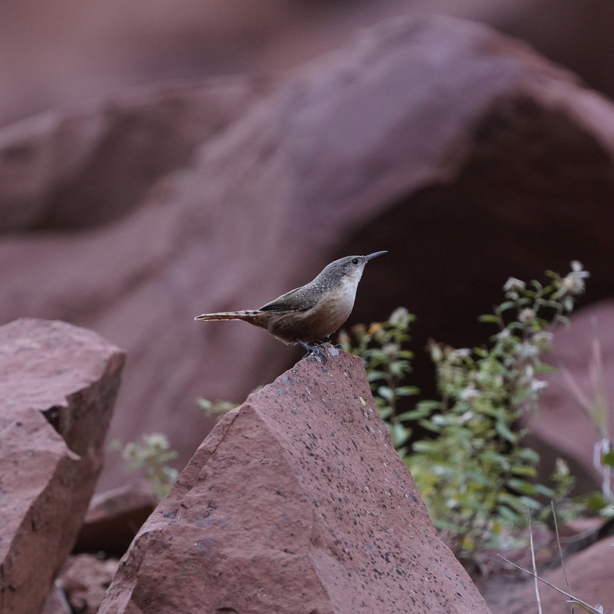Canyon Wren - ML492555511