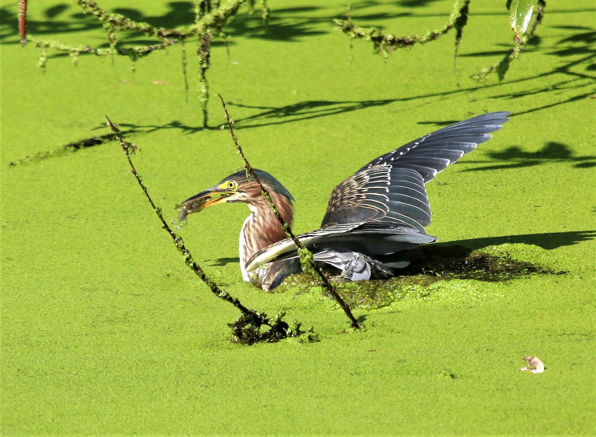 Green Heron - Nels Nelson