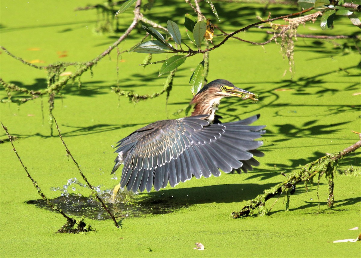 Green Heron - ML492555881